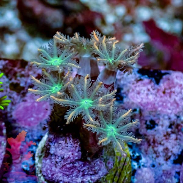 Mandarin Clove Polyp - Image 6