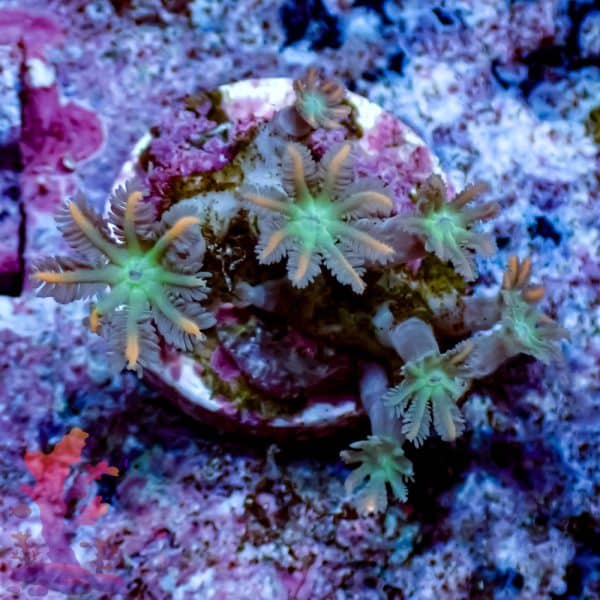 Mandarin Clove Polyp - Image 7