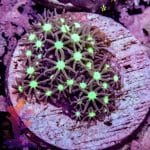 Milky Way Star Polyp - Image 10