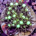 Milky Way Star Polyp - Image 7