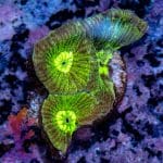 Neon Green Favia - Image 9