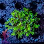 Neon Green Frogspawn - Image 2