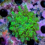 Neon Green Frogspawn - Image 3