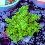 Neon Green Frogspawn - Image 5