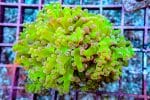 Neon Green Frogspawn - Image 6