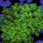 Neon Green Frogspawn - Image 9