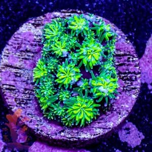 Neon Green Galaxia