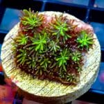 Neon Green Galaxia - Image 10