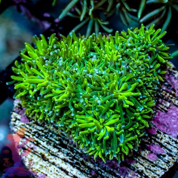 Neon Green Galaxia - Image 2