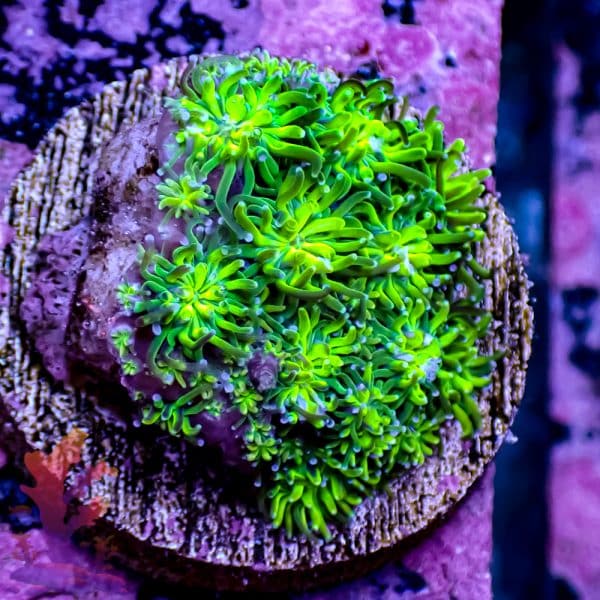 Neon Green Galaxia - Image 3