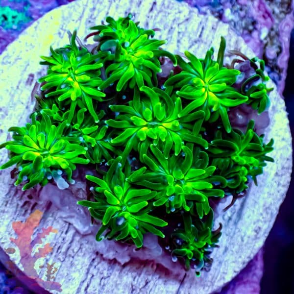 Neon Green Galaxia - Image 4