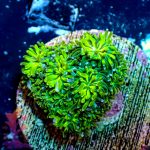 Neon Green Galaxia - Image 5