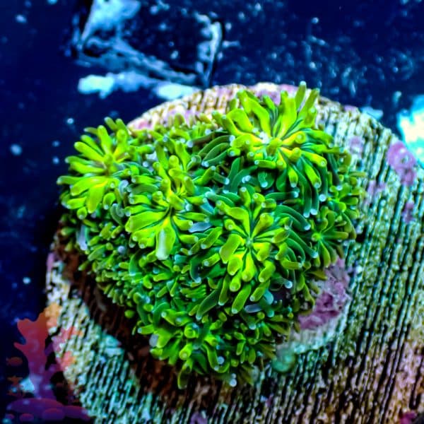 Neon Green Galaxia - Image 5