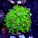 Neon Green Galaxia - Image 6