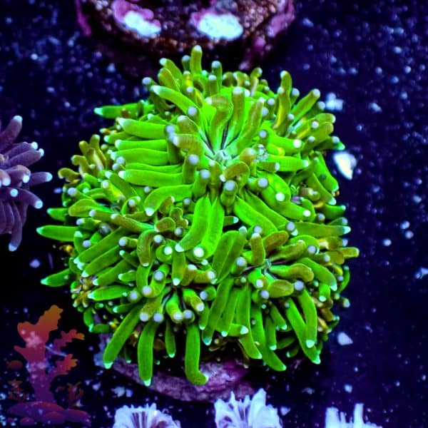 Neon Green Galaxia - Image 6