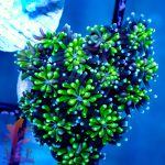 Neon Green Galaxia - Image 7