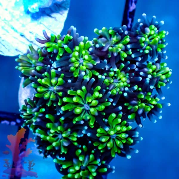 Neon Green Galaxia - Image 7