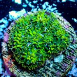 Neon Green Galaxia - Image 8