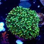 Neon Green Galaxia - Image 9