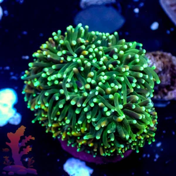 Neon Green Galaxia - Image 9