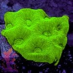 Neon Green Gonastrea - Image 5