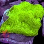 Neon Green Gonastrea - Image 6