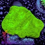 Neon Green Gonastrea - Image 9