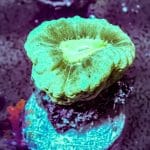 Neon Green Trumpet - Image 10