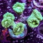 Neon Green Trumpet - Image 2
