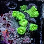 Neon Green Trumpet - Image 4