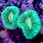 Neon Green Trumpet - Image 8