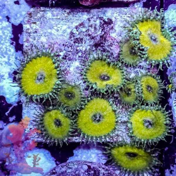 Nuclear Death - Image 1