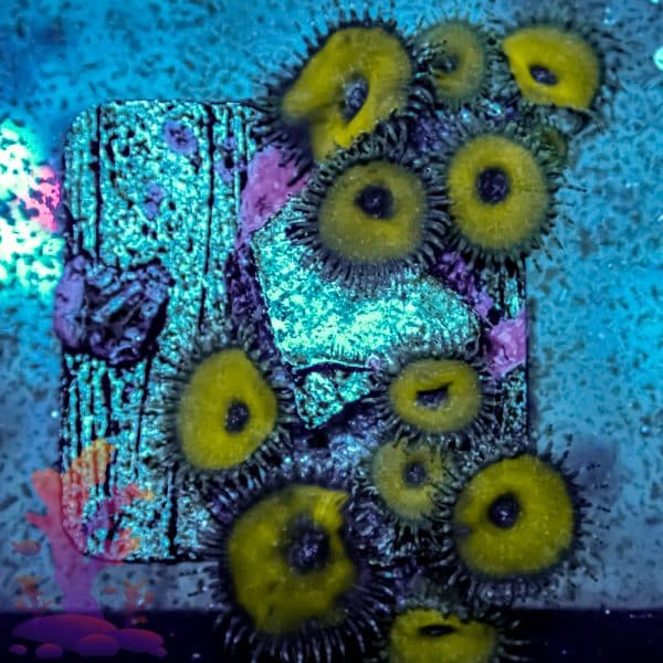 Nuclear Death - Image 10