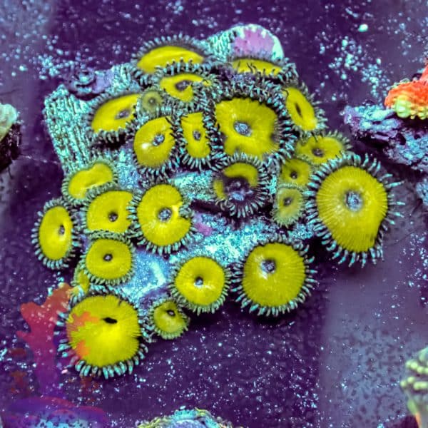 Nuclear Death - Image 5