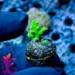 Ora Frogskin Acropora