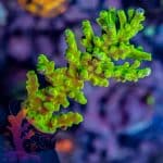Ora Frogskin Acropora - Image 3