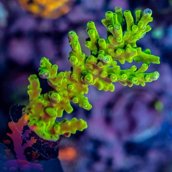 Ora Frogskin Acropora - Image 3