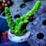Ora Frogskin Acropora - Image 4