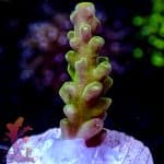 Ora Frogskin Acropora - Image 5