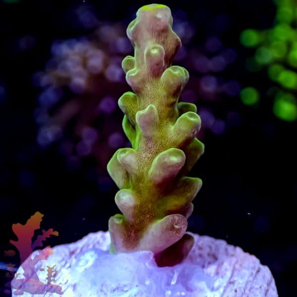 Ora Frogskin Acropora - Image 5