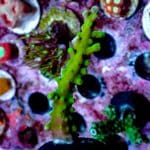 Ora Frogskin Acropora - Image 6