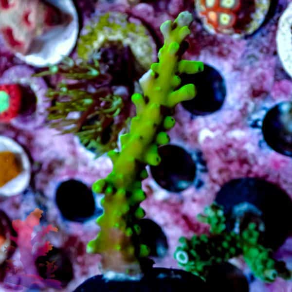 Ora Frogskin Acropora - Image 6