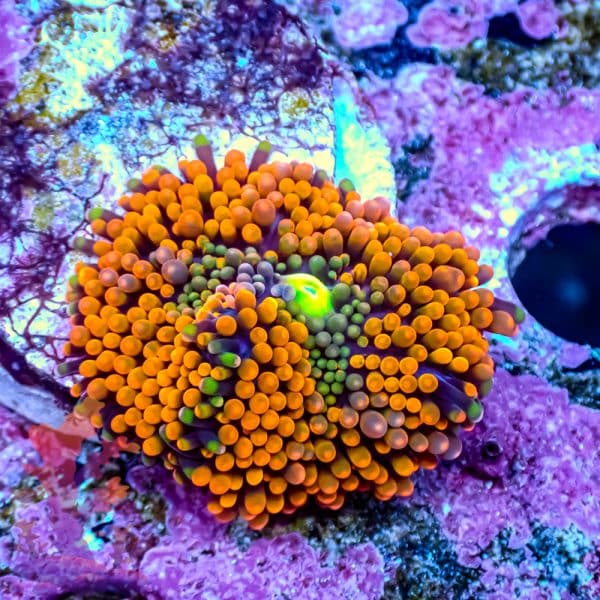 Orange Florida Ricordea - Image 1