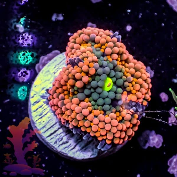 Orange Florida Ricordea - Image 10