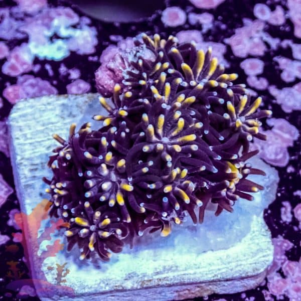 Orange Florida Ricordea - Image 4