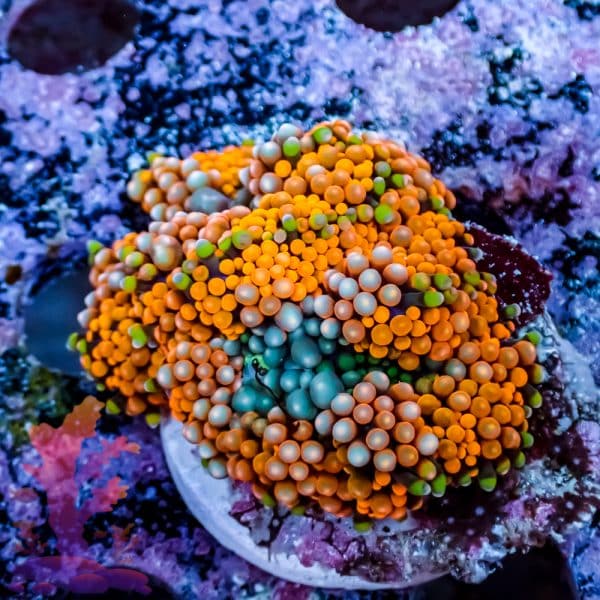 Orange Florida Ricordea - Image 5