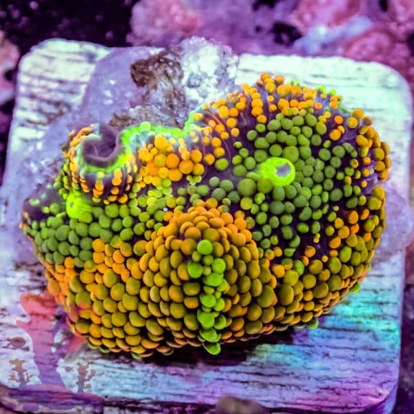 Orange Florida Ricordea - Image 6