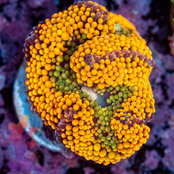 Orange Florida Ricordea - Image 7