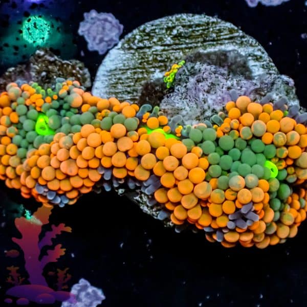 Orange Florida Ricordea - Image 8