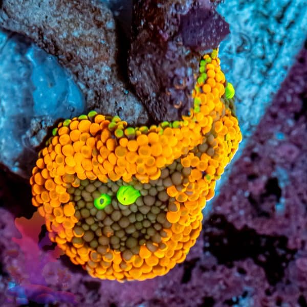 Orange Florida Ricordea - Image 9